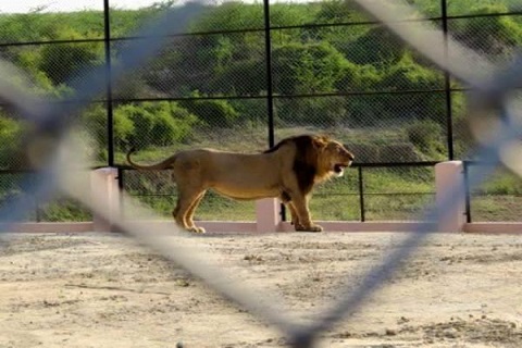 Etawah Lion Safari